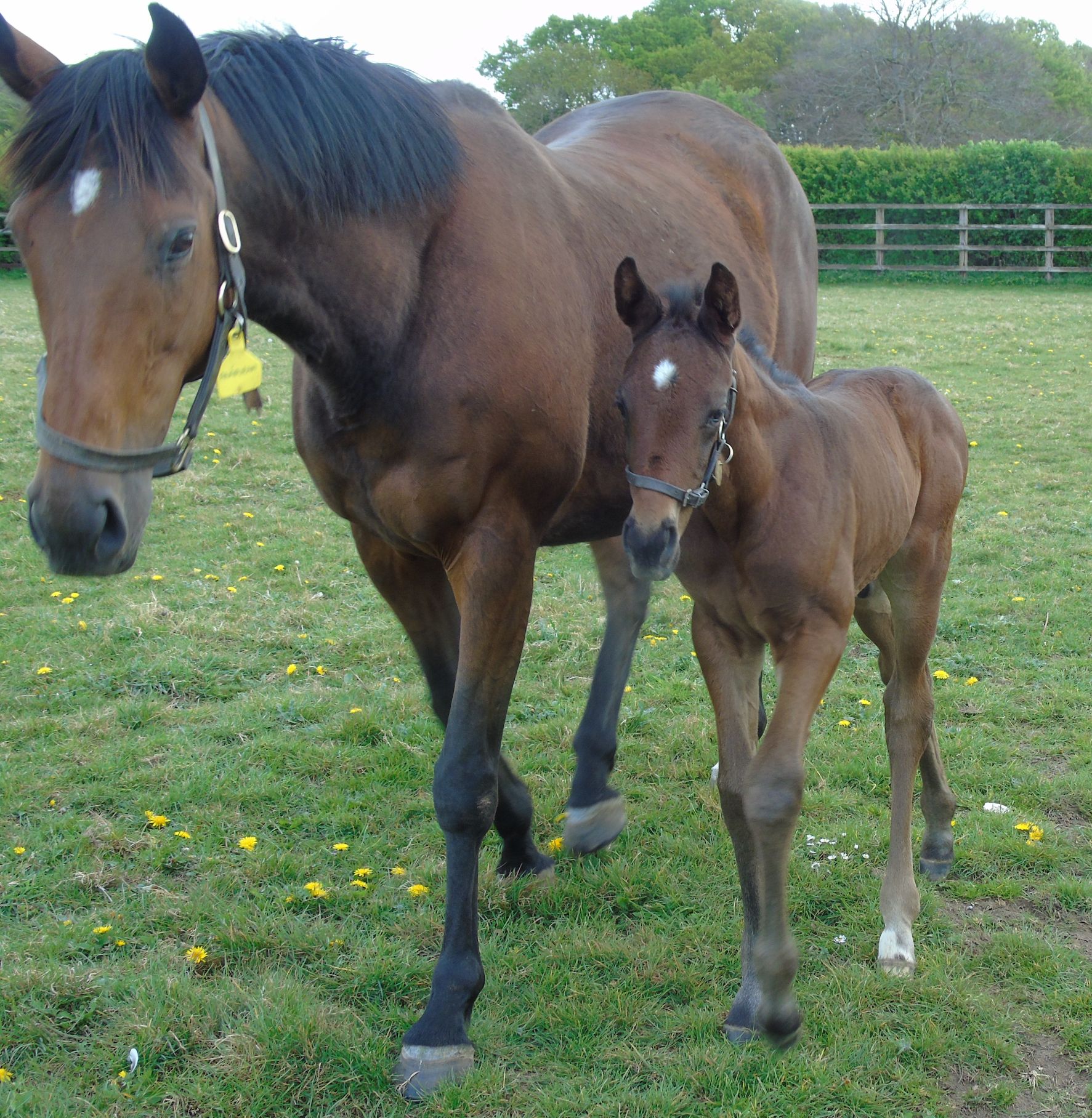 2025 colt by Dubawi